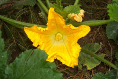 Zucchiniblüte