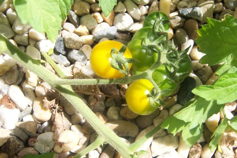 Tomaten sonnen sich.