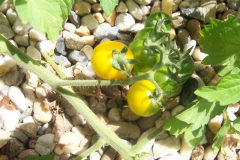 Tomaten sonnen sich.