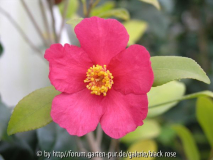 Camellia sas. Kanjiro