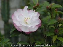 Camellia sas. Paradies Blush1