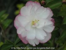 Camellia sas. Paradies Blush