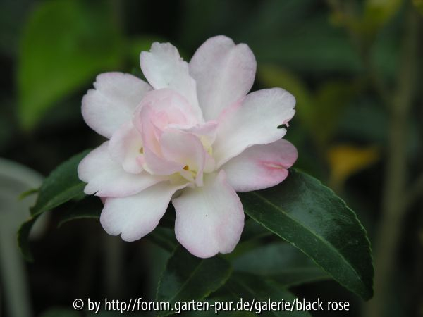 Camellia sas. H.Kiesel