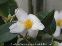 Camellia oleifera