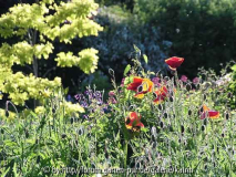Papaver rhoeas