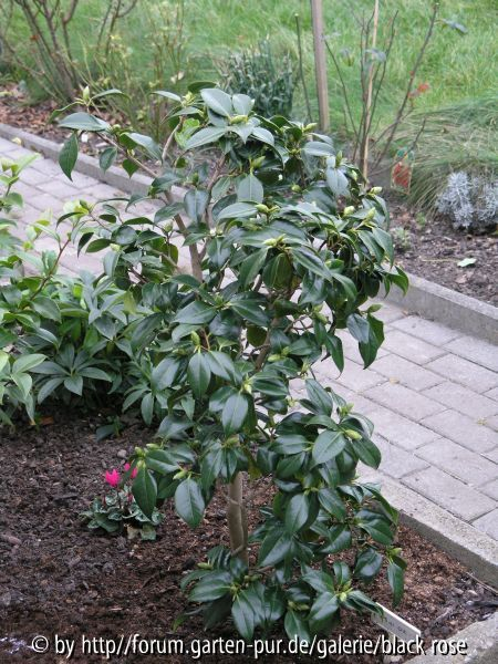 Camellia jap. Hagoromo