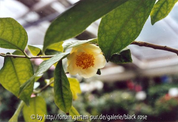 Camellia Chrysantha(Nitidissima)