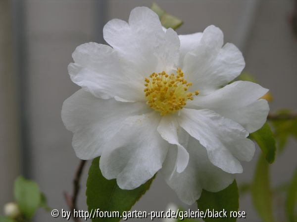 Camellia hyb. Polar Ice