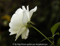 Schneewittchen seitl
