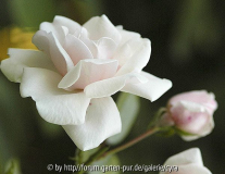 New Dawn Blüte