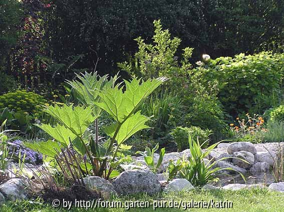 Rheum palmatum var. tanguticum