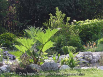 Rheum palmatum var. tanguticum