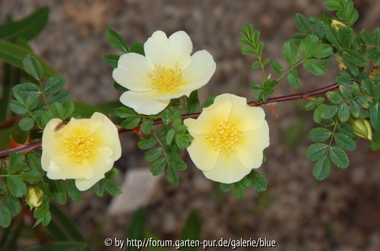 Rosa hugonis