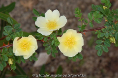 Rosa hugonis