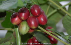 Baumtomate/Tamarillo
