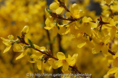 Forsythien-Gelb