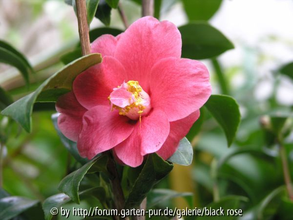 Camellia jap. Ohorner