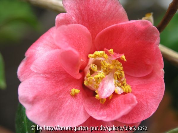 Camellia jap. Ohorner2
