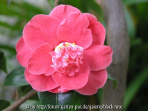 Camellia jap. Ohorner
