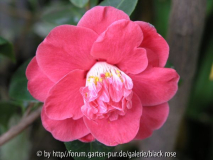 Camellia jap. Ohorner