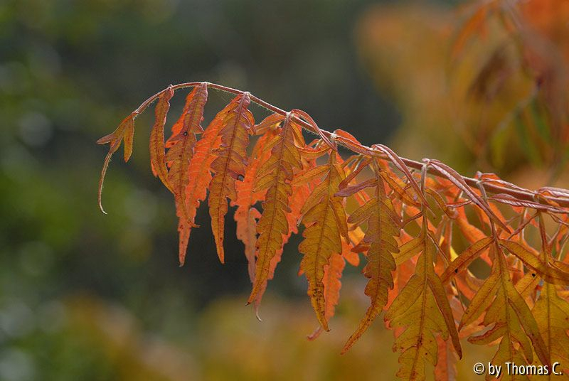 Frühherbst 38