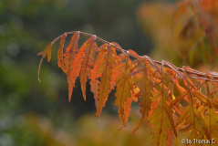 Frühherbst 38