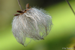 Frühherbst 39
