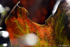 Frühherbst 40