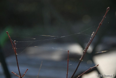 Frühherbst 42