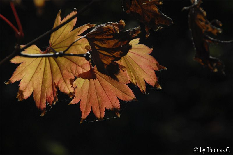 Frühherbst 44