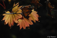 Frühherbst 44