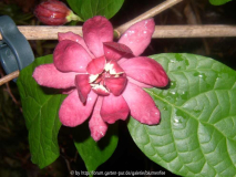 Sinocalycanthus