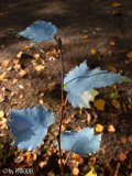 Birke im Herbst