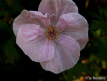 Striatum