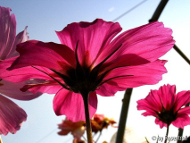 Cosmea