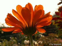 Ringelblume