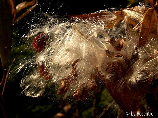 Asclepias - Samenstand