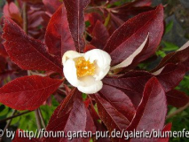 Franklinia im Herbst