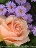 Rose und Herbstastern