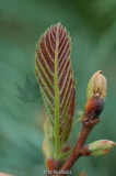 Castanea sativa 'Anny's Summer Red'