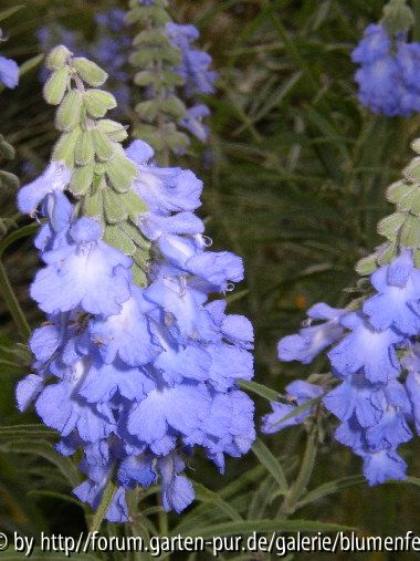 Salvia azurea Blüte
