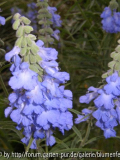 Salvia azurea Blüte