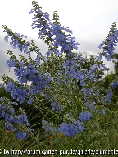 Salvia azurea Pflanze