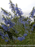 Salvia azurea Pflanze