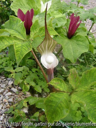 Trillium und Arisaema