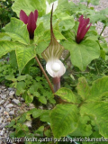Trillium und Arisaema