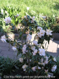 Camellia jap. Hagoromo