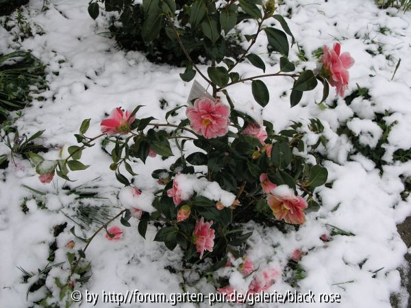 Camellia jap. Oki no nami