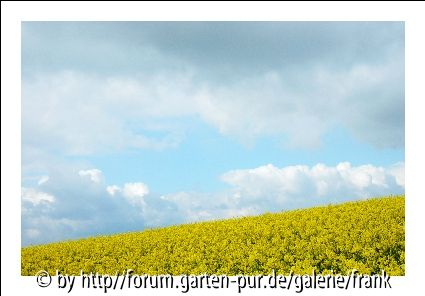 Raps-Odie in Blau-Gelb