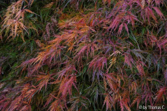 Herbstfärbung 01